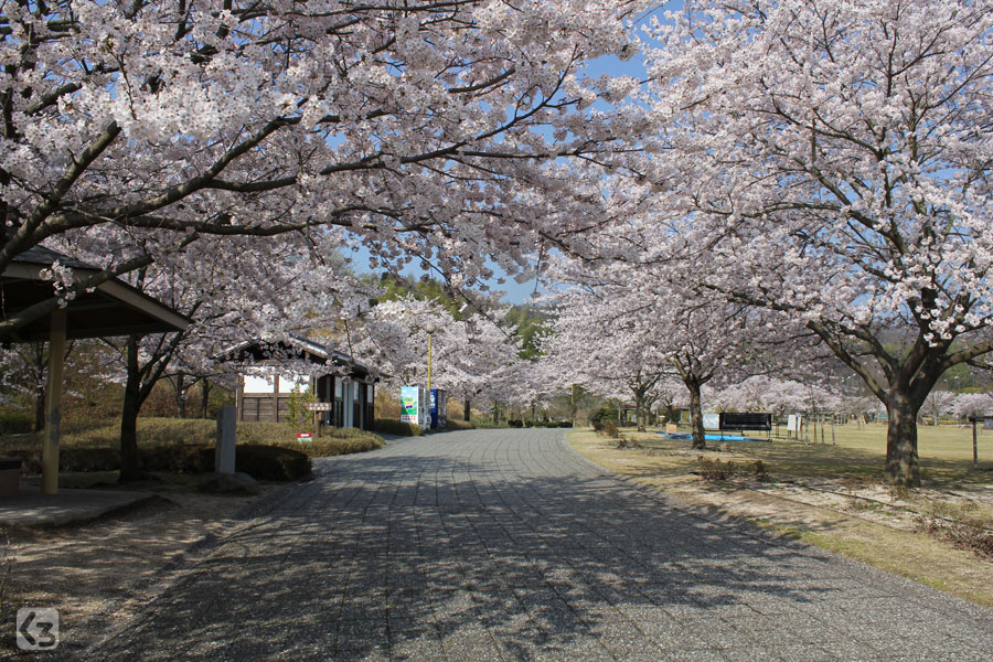 バンブージョイハイランドの桜 満開 くろたきさんぽ 黒滝山歩