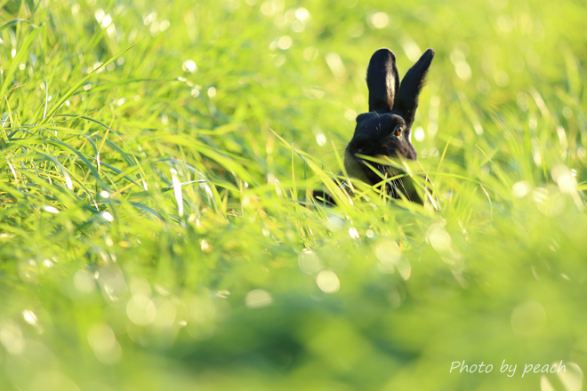 Jb-20141115-2q.jpg