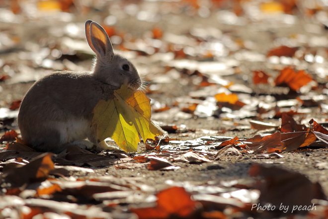 Jb-20141127-2a.jpg