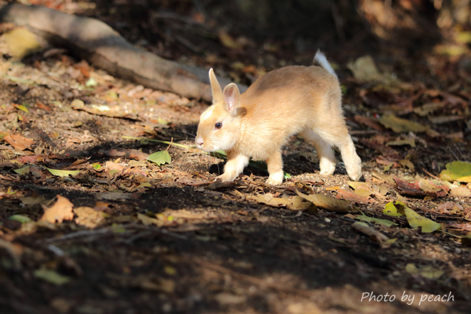 Jb-20141127-2c.jpg