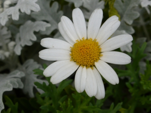 P1000377.jpg