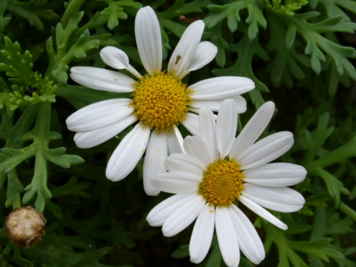 P1000378.jpg