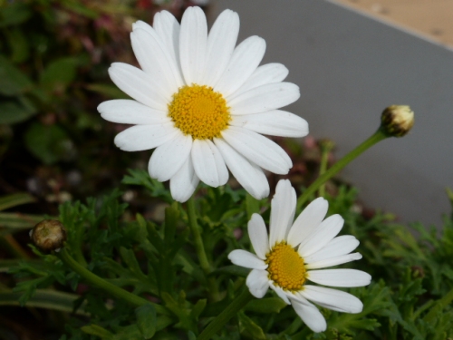 P1000379.jpg