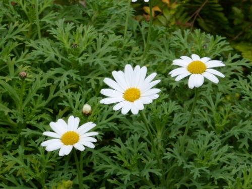 P1000380.jpg