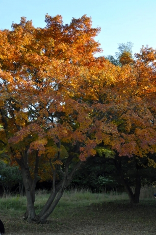 _DSC0095_20141123161609491.jpg