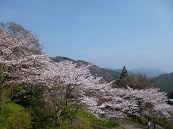 さくら2013