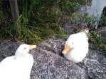 2011-08-18_2009_31_55.jpg