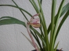 吉祥虹梅4
