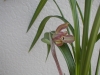 吉祥虹梅5