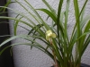 吉祥虹梅12b
