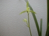 春剣黄花素心