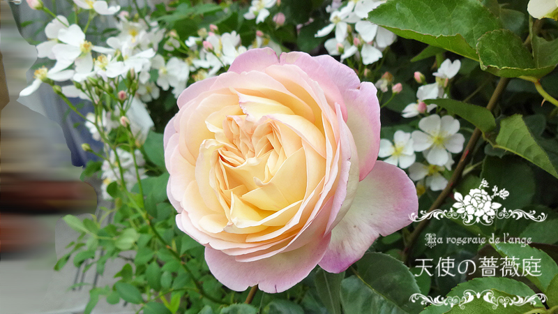 ロサ・オリエンティスの薔薇たち【前編】☆２０１４国際バラと 