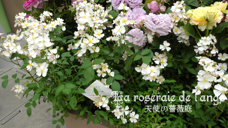 ロサ オリエンティスの薔薇たち 前編 ２０１４国際バラとガーデニングショウ 新品種オーブ ニューサ パリス オデュッセイア シューラネージュ フォーユアホーム 今さらだけど わかな って綺麗 La Roseraie De L Ange 天使の薔薇庭