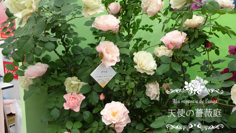 La Roseraie De L Ange 天使の薔薇庭 ロサ オリエンティスの薔薇たち 後編 新品種ダフネ ラピスラズリ エレーヌジュグラリス ヘクトル おまけのモンクゥール
