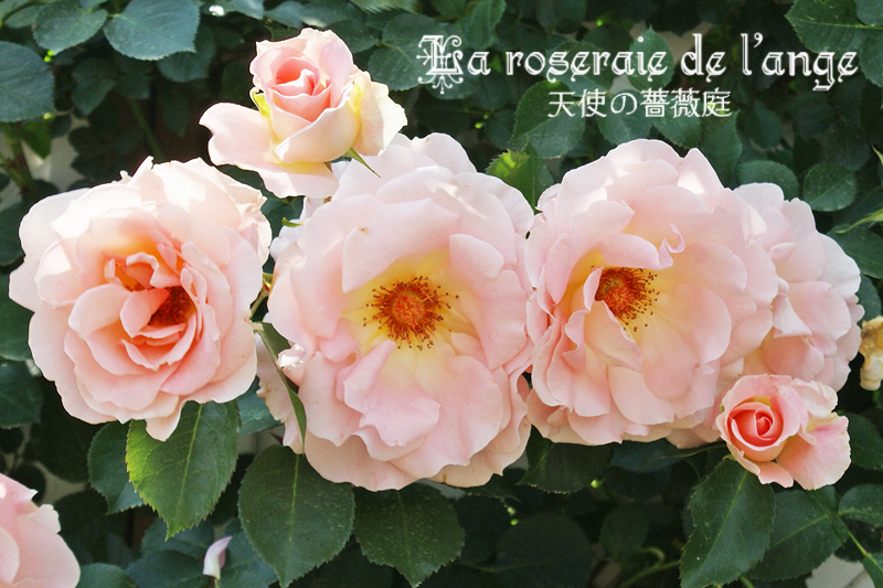 誘引 ロココ やっとラティスのフェンス３枚分になりそうです La Roseraie De L Ange 天使の薔薇庭