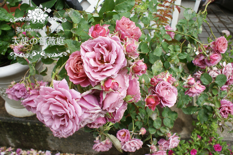 春の薔薇５月のＦ＆Ｇローズあおい☆可愛い＆美しいあおいの１ヶ月