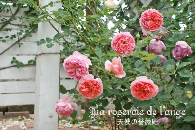 ボスコベル La Roseraie De L Ange 天使の薔薇庭