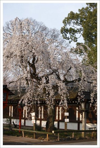 平野神社01