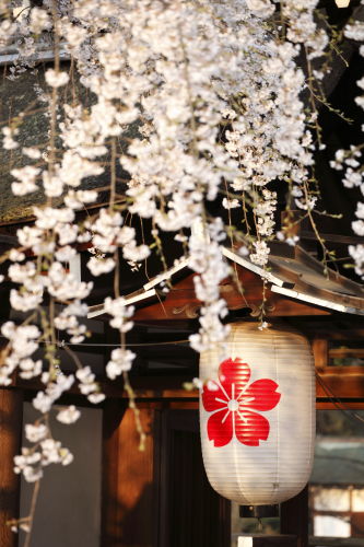 平野神社04
