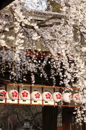 平野神社05