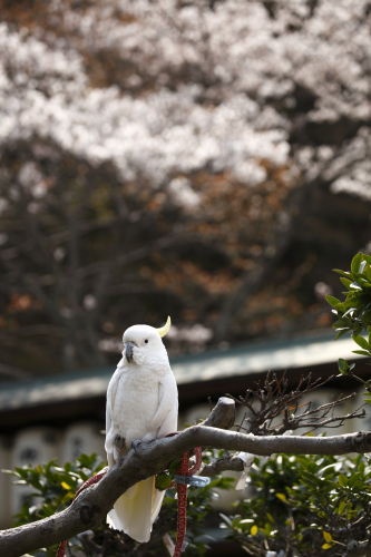 大石神社03
