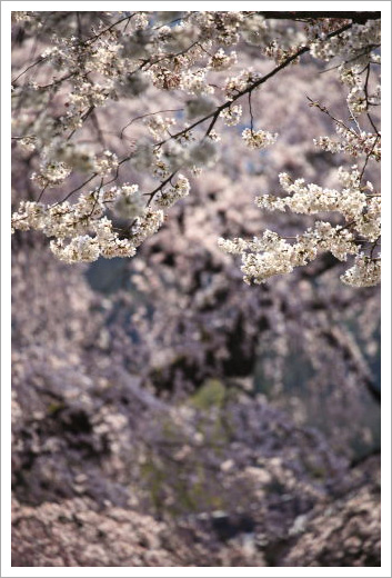 醍醐寺01