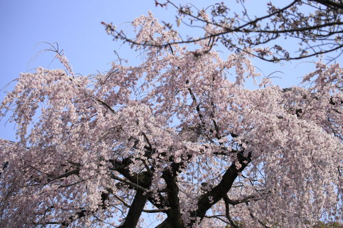 醍醐寺06
