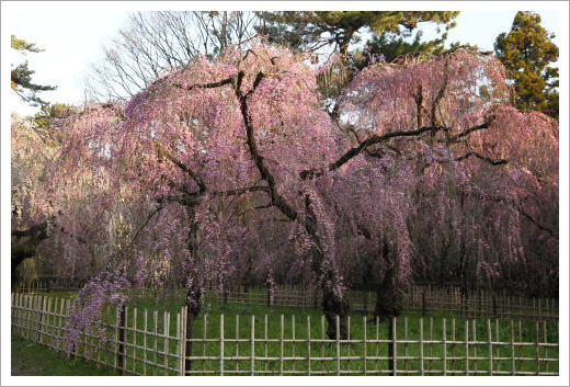 糸桜01