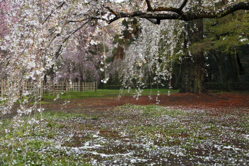 糸桜03