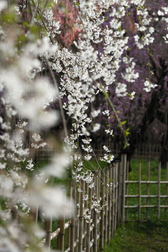 糸桜04