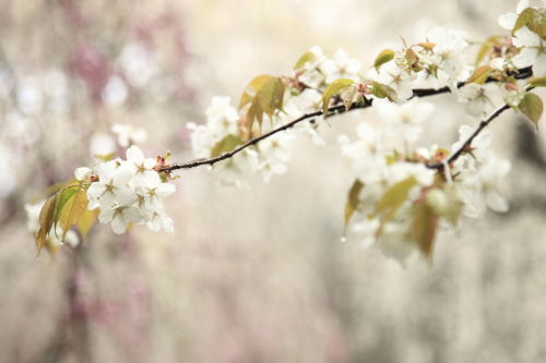 糸桜04
