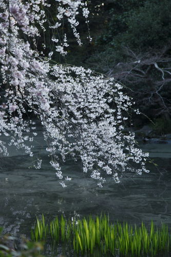 糸桜02