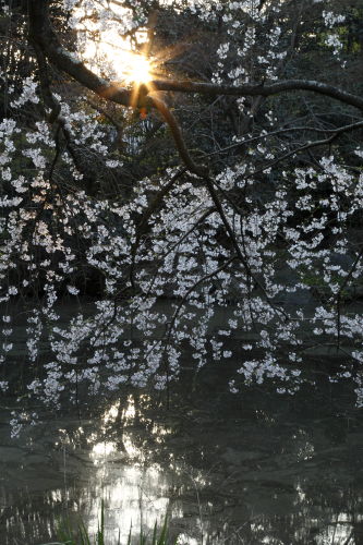 糸桜03