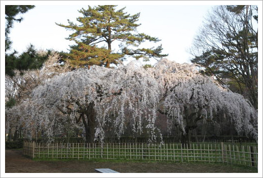 糸桜01