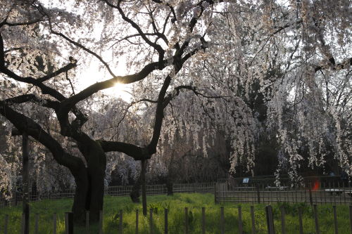 糸桜04