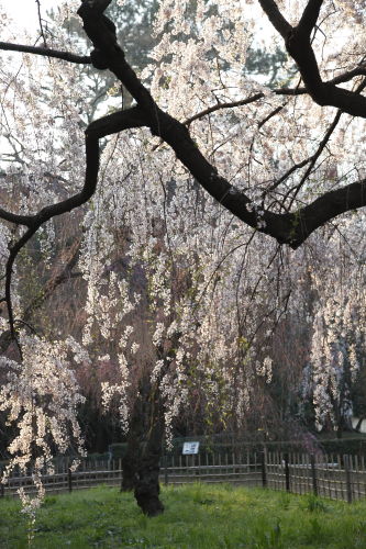 糸桜05