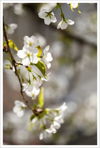 京都旧府庁舎の桜