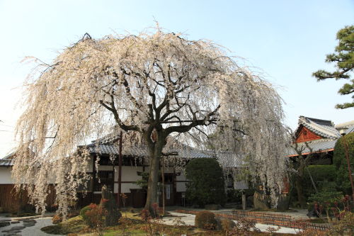 本満寺02