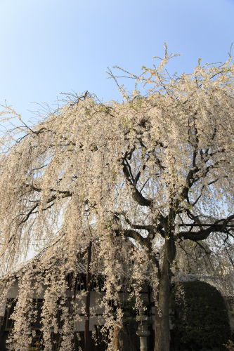 本満寺04