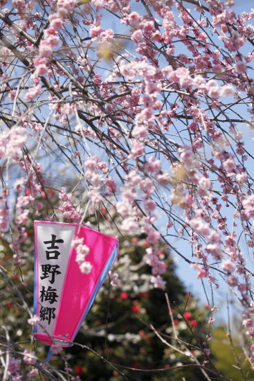 青梅梅郷02