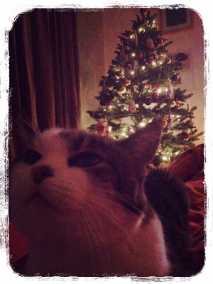 2013-11-25-22-19-37_deco.jpg