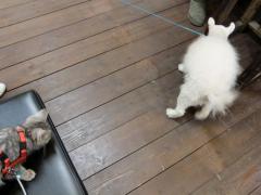 とあるニャンコの成長日記 その39 1