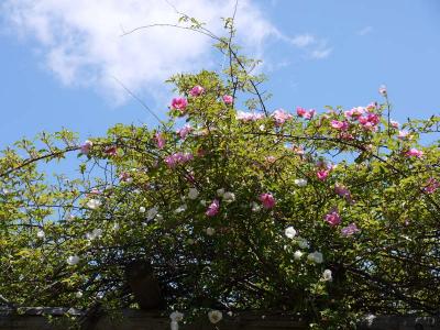 130507_9.jpg