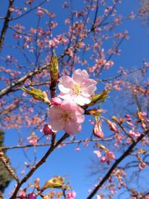 河津桜2012