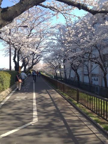 旧江戸川桜並木2012