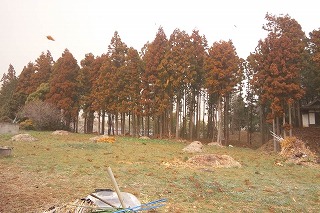 スギ林 (1)