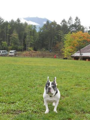 ドッグリゾートWoof