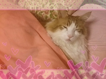 寝顔(*´▽`*)