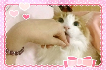 なめる♪