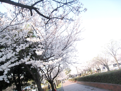 120409sakura.jpg
